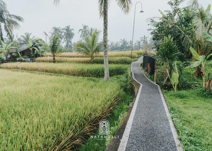 The Paddies #2 * Tampaksiring